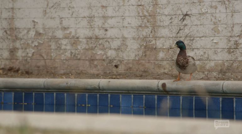 Pool-Duck-Flipping-Out