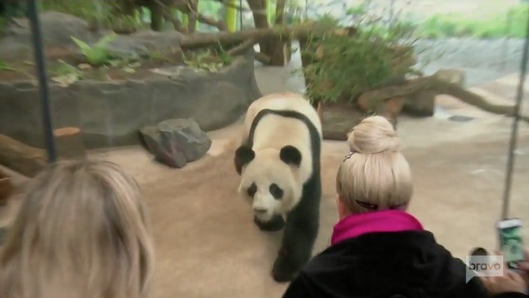 Pandas in Berlin