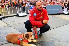 lewis hamilton dog roscoe bulldog f1