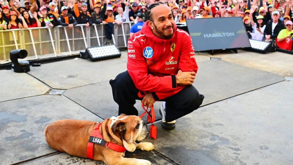 lewis hamilton dog roscoe bulldog f1