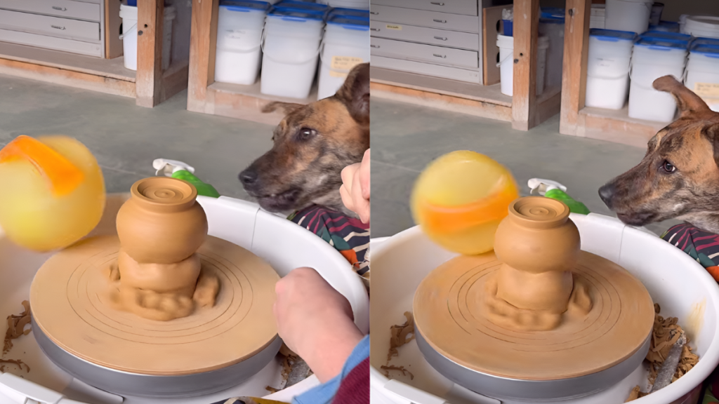 Rescue Dog Finds Joy Playing Ball on Mom’s Pottery Wheel