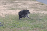 Jimothy the Raccoon Has Congress Fighting for His Survival