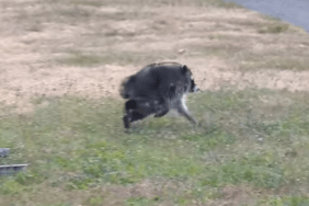 Jimothy the Raccoon Has Congress Fighting for His Survival