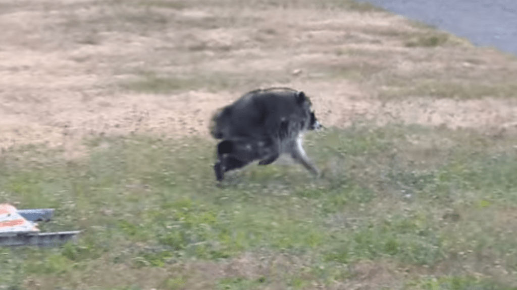 Jimothy the Raccoon Has Congress Fighting for His Survival